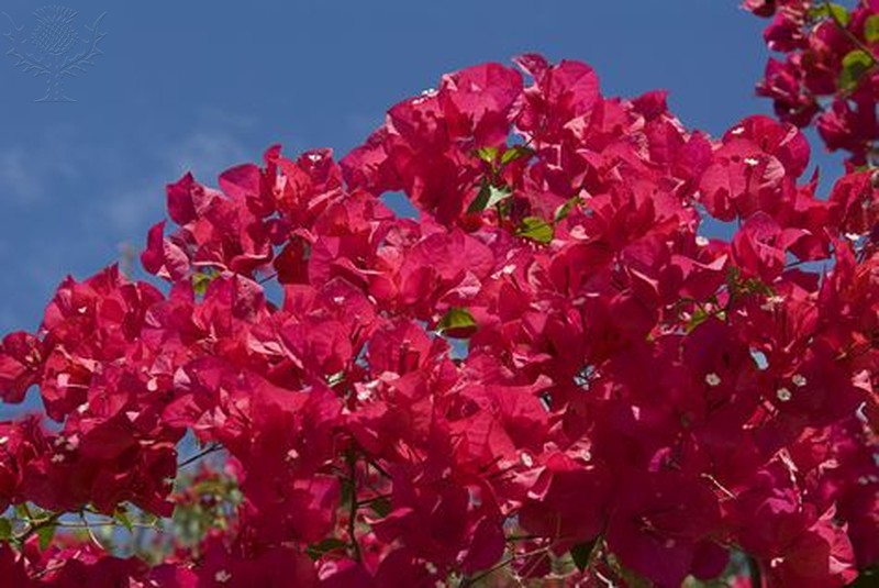 blooming flowers