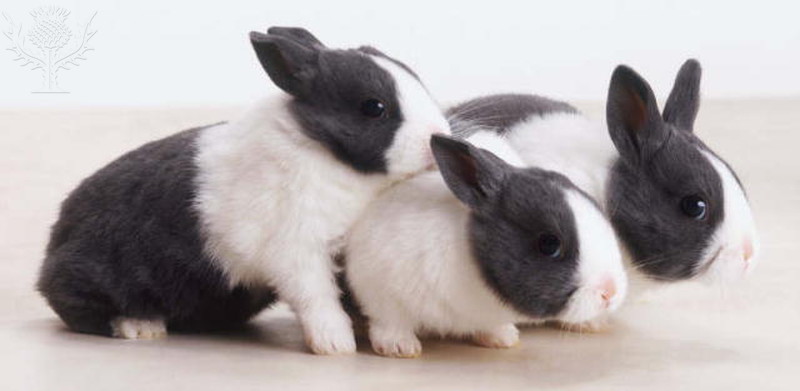 Bunnies