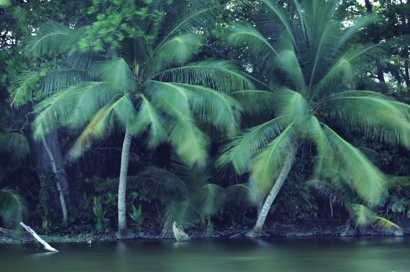 Palm trees