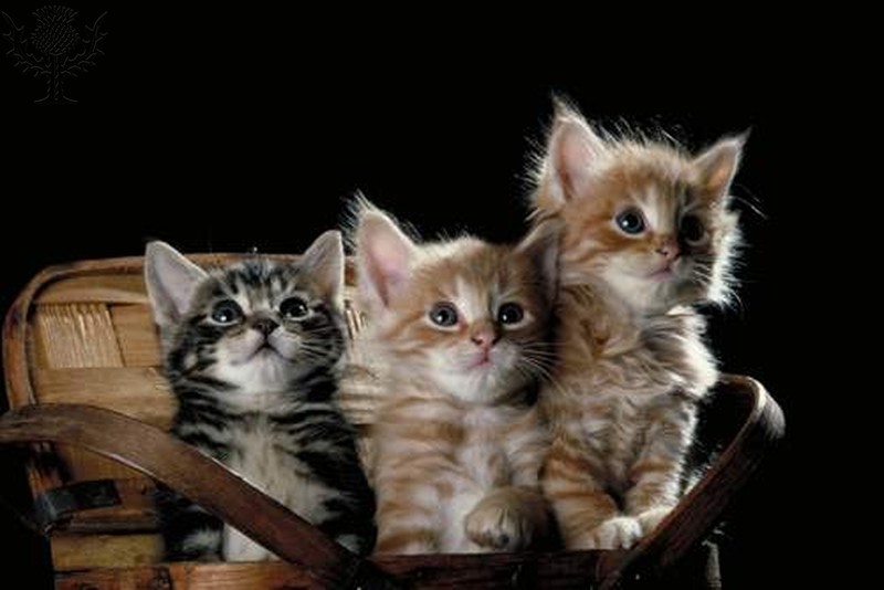 Kittens in a basket