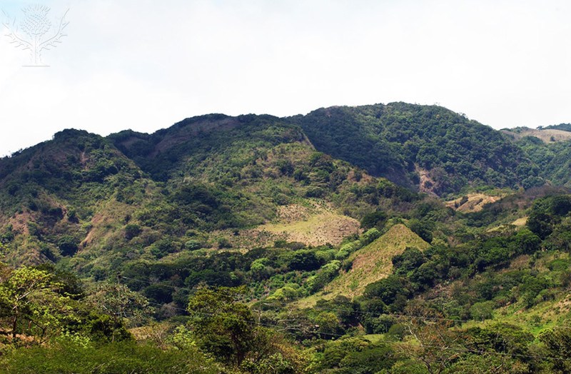 Rolling Hills