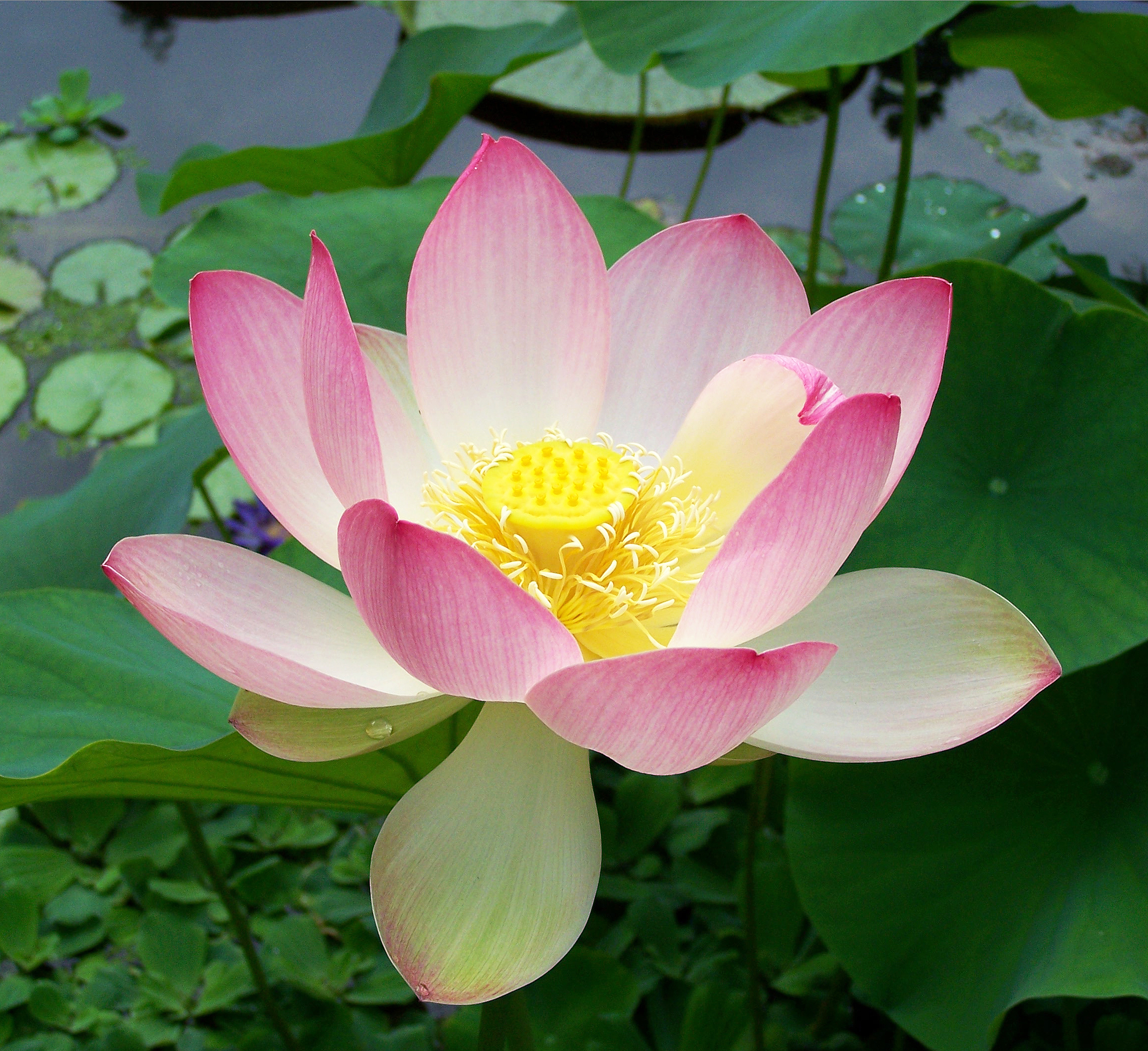 Lotus blossom