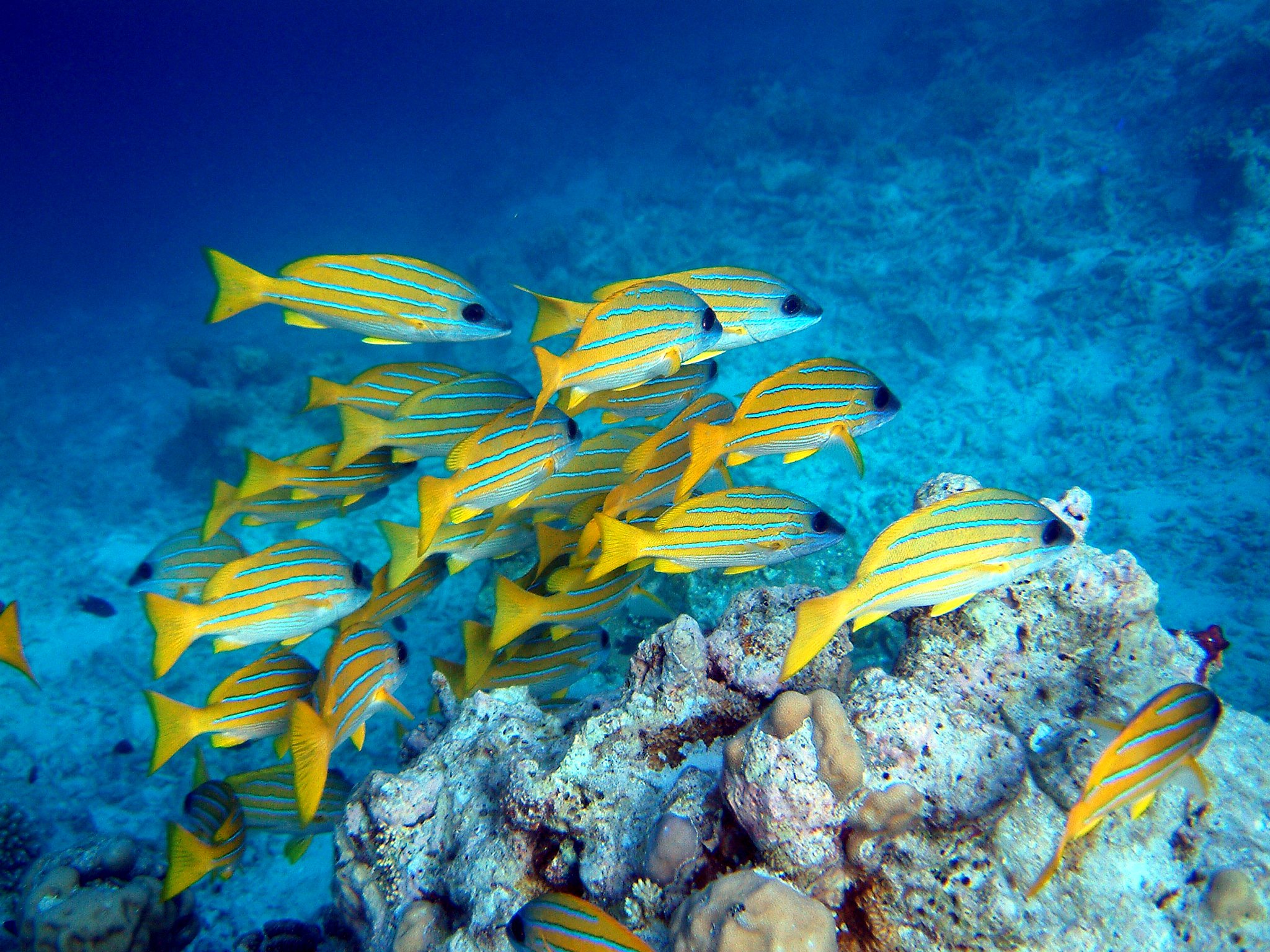 School of fish