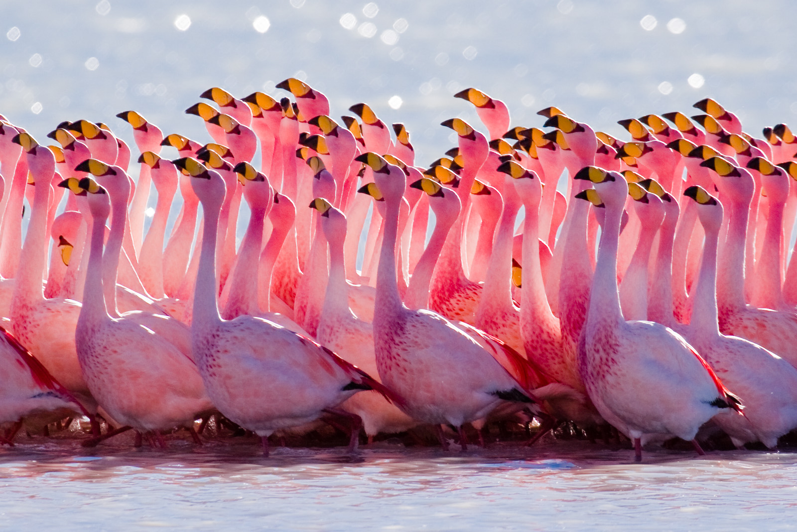 Home header image of flamingos