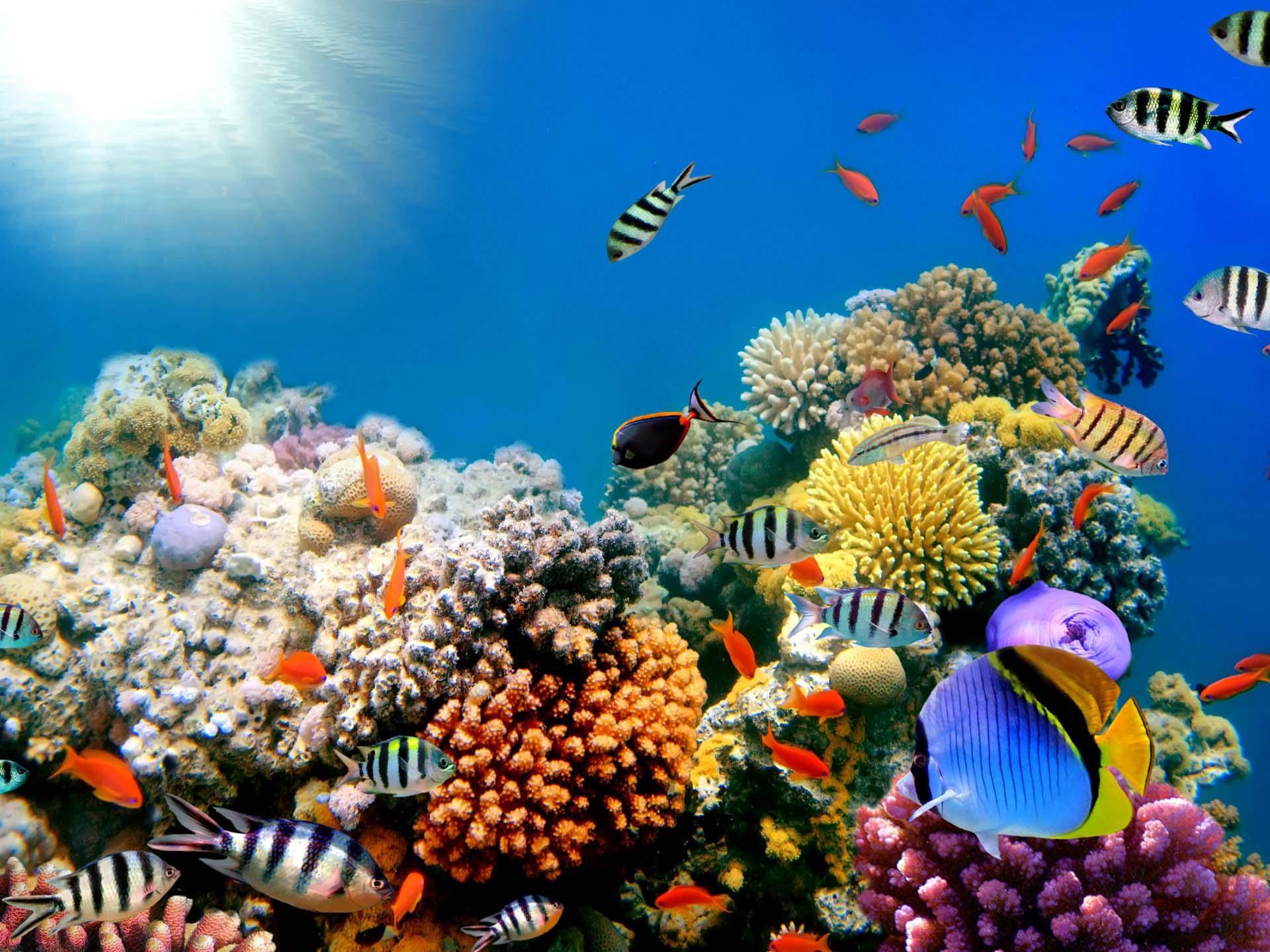 Nature Image Collection header image