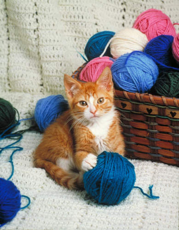 cat with yarn