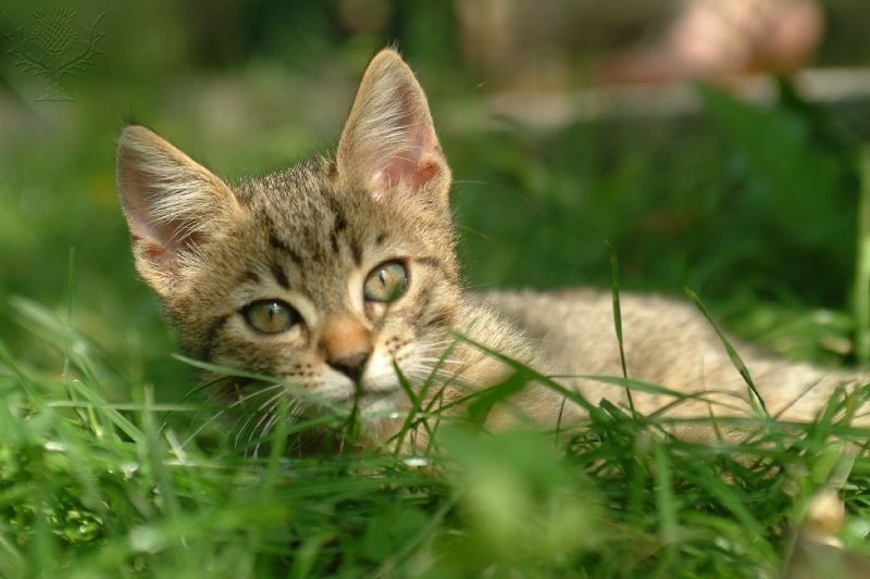kitten in grass
