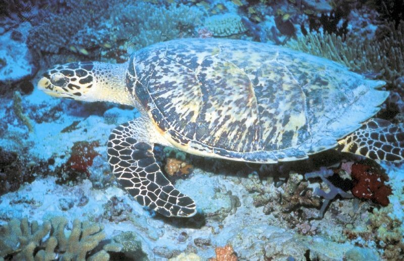 sea turtle