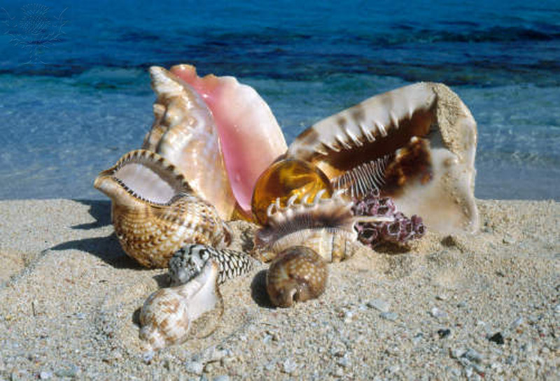 seashells