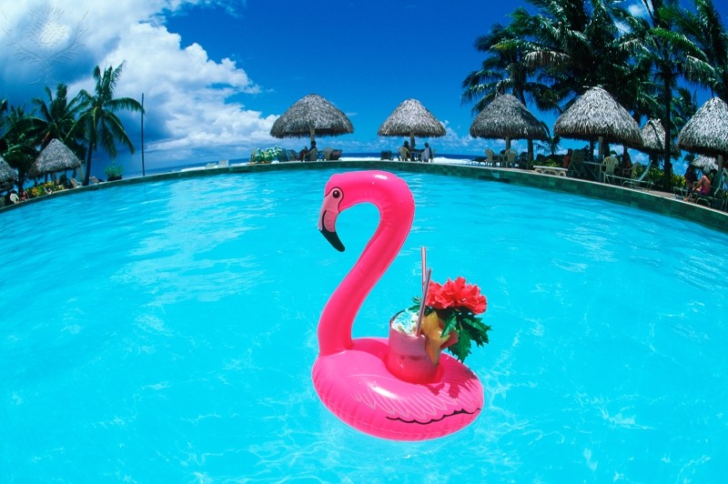 flamingo